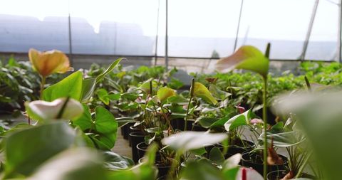 Ethnic potted anthurium plants in greenhouse with gentle light