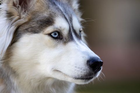 Beautiful Husky with Striking Blue Eyes Portrait