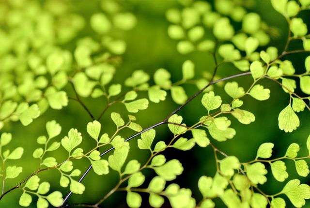 Close-up of vibrant green leaves with a soft focus, highlighting nature's delicate beauty. Useful for health, environment, and lifestyle advertisements or articles, backgrounds, and nature-inspired designs.