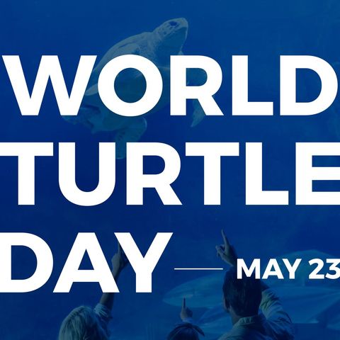 world turtle day celebration at aquarium with tourists - Download Free Stock Templates Pikwizard.com