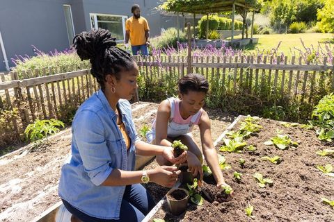 Adult woman and teenager planting seedlings in raised garden bed, backyard gardening