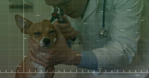 Veterinarian Using Otoscope for Dog Ear Examination in Clinic