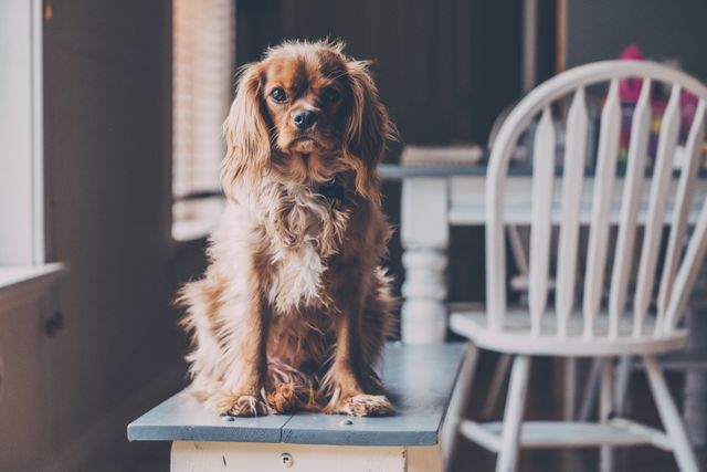 Adorable Cavalier King Charles Spaniel Sitting on Bench in Cozy Home - Download Free Stock Photos Pikwizard.com