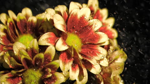 Raindrops Glistening on Red and White chrysanthemums