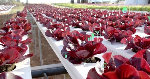 Hydroponic Red Lettuce Tech in Greenhouse with Overlay Icons
