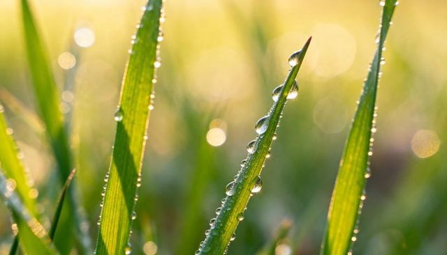 Dew-drenched grass blades glistening in golden morning light with soft bokeh