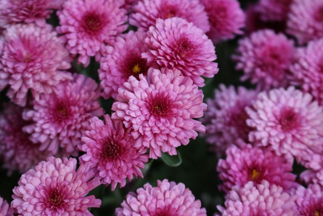 Vibrant Pink Chrysanthemums in Full Bloom - Download Free Stock Photos Pikwizard.com