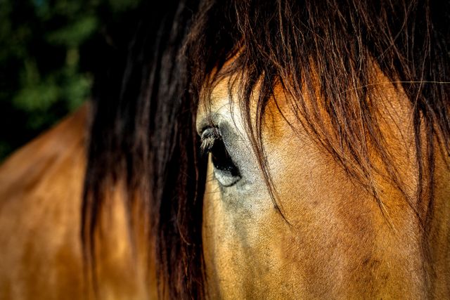 This image captures a detailed close-up of a brown horse’s eye and its long mane. Ideal for use in articles or content related to equestrian topics, nature and wildlife blogs, animal care tips, or educational materials about horses and their behavior.