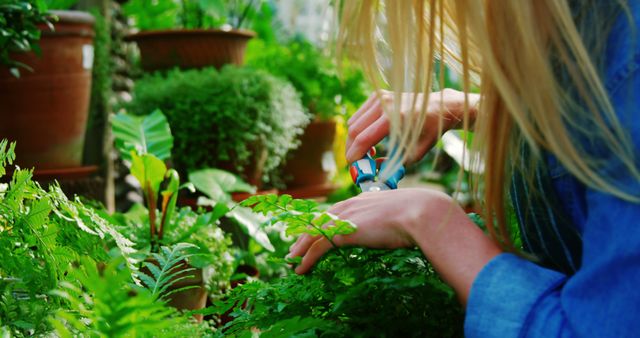 Female gardener pruning green fern plants in a greenhouse. Useful for articles about gardening tips, plant maintenance, and nature hobbies.