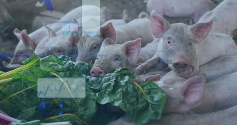 Technological Analysis Overlay Pigs Feeding Farm Innovation
