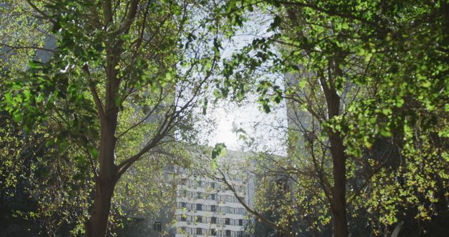General view of nature part with trees in modern city on sunny day. Cityscape and nature.