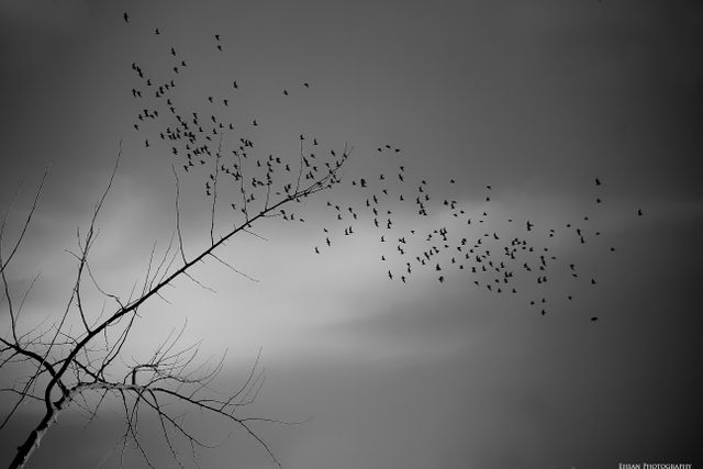 This image shows a flock of birds flying around a bare tree against a moody sky in black and white. Ideal for use in articles and projects related to nature, seasons changing, migration, tranquility, eerie settings, or winter themes.