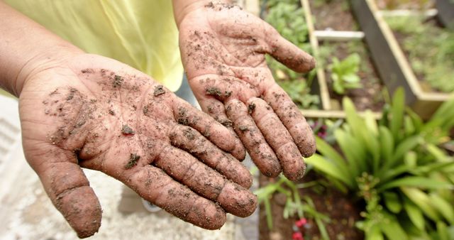 Dirty hands of african american senior woman tending plants in sunny garden. Home, retirement and senior lifestyle, free time and domestic life, nature, gardening, unaltered.