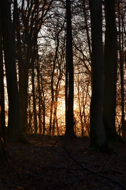 Tranquil Forest Sunset with Bare Trees Cast Silhouetted Shadows - Download Free Stock Photos Pikwizard.com