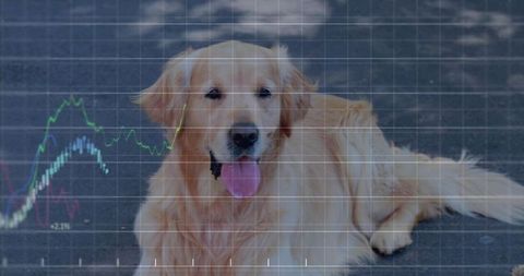 Golden Retriever Lying and Panting on Pavement with Data Overlay and Financial Charts