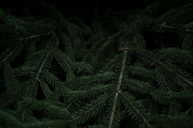 Close-Up of Dark Green Fir Tree Branches in Forest - Download Free Stock Photos Pikwizard.com