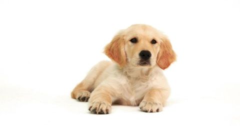 Golden retriever puppy resting with outstretched paws on white