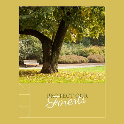 Protect Our Forests Message in Serene Woodland Scene - Download Free Stock Templates Pikwizard.com