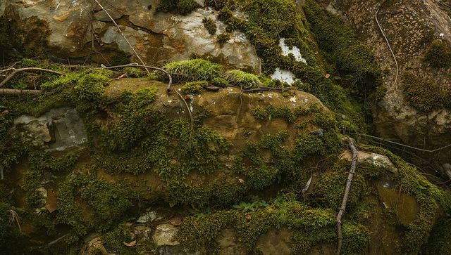 Moss-clad rocks nesting in shaded ravine with lichen, twigs and layered texture