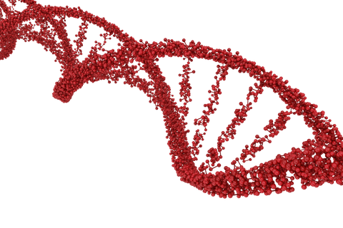 red dna helix on transparent background illustrating genetic concepts - Download Free Stock Videos Pikwizard.com
