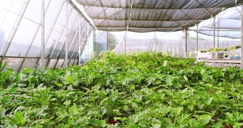 Lush green potted plants in modern greenhouse environment