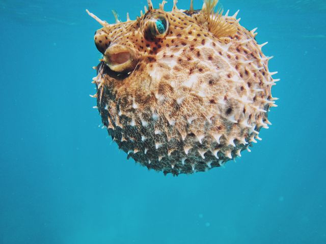 Underwater Close-up of a Puffer Fish with Spikes in Blue Sea - Download Free Stock Photos Pikwizard.com