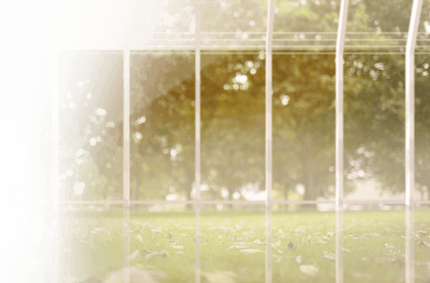 Transparent Scene of Sunny Field with Trees Through Glass Fence