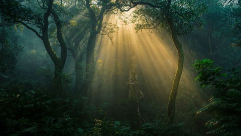 Golden Sunlight Streaming Through Temperate Forest Canopy