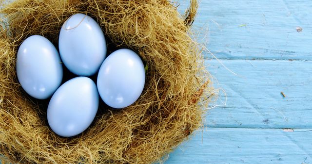 Four light blue eggs rest in a brown nest against a wooden blue background, with copy space. Symbolizing new life and nature's beauty, the eggs offer a serene and peaceful image.