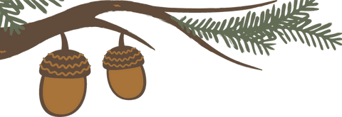 Acorns on pine branch minimalistic from transparent botanical vector