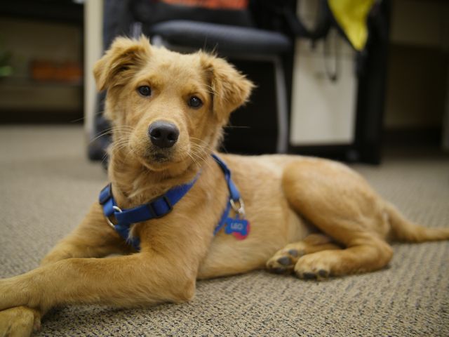 This photo shows a cute dog with a blue collar relaxing indoors on a carpet. The dog appears calm and comfortable, creating an inviting and cozy atmosphere. It can be used for pet-related content, advertising for pet products, animal care blogs, or promotions related to pet-friendly spaces.