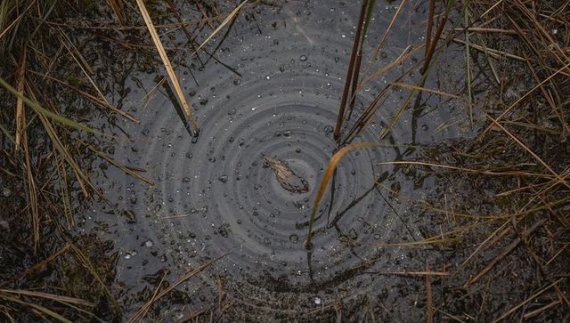 Floating small brown bird drifting in rain-rippled marsh pool among reeds and mud