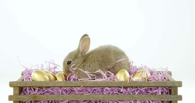 Perfect for Easter-themed designs, this image featuring an adorable rabbit surrounded by golden Easter eggs in a decorative basket is ideal for holiday cards, invitations, and social media posts. The festive setup adds charm and warmth, making it suitable for promoting seasonal sales and events.
