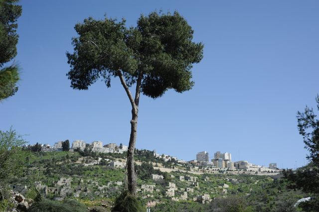 Image showing a solitary tree standing tall on a lush green hillside with a distant cityscape in the background. The clear blue sky adds depth to the scene. Perfect for illustrating concepts of solitude in nature, urban encroachment on natural landscapes, contrast between nature and urban environments, and outdoor scenery.