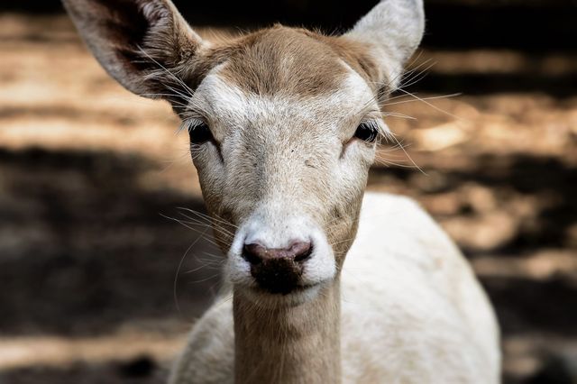 This image features a close-up of a deer in its natural habitat, highlighting details of its face and fur. Ideal for use in wildlife conservation campaigns, nature documentaries, educational materials about wildlife, and decorative purposes for nature-centered themes.
