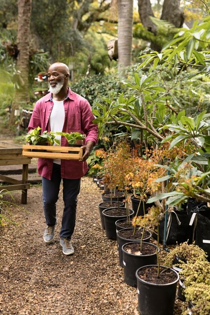 Happy senior african american man holding plants in garden. Spending quality time in garden nursery concept.