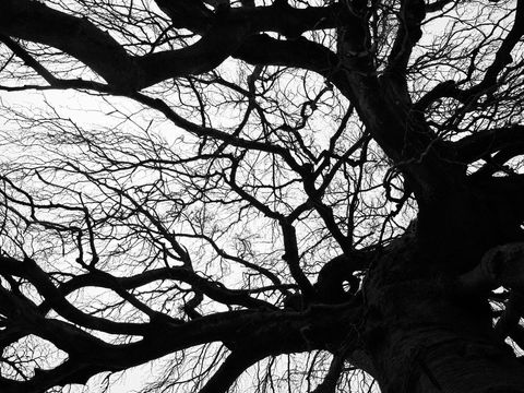 Silhouette of Entwined Tree Branches Against Sky