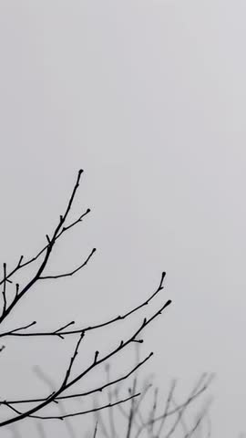 Swaying Bare Branches Silhouetting Against Overcast Sky Minimal Vertical Nature Background Video