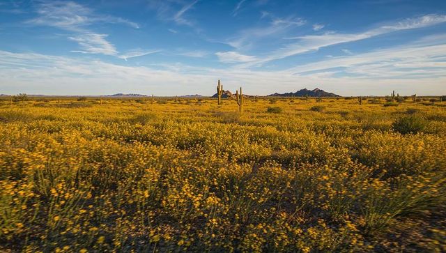 Golden wildflowers blanketing desert plain with towering saguaro cacti under blue sky