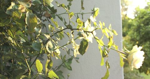 Climbing Rose Against Sunlit Stucco Wall in Tranquil Garden