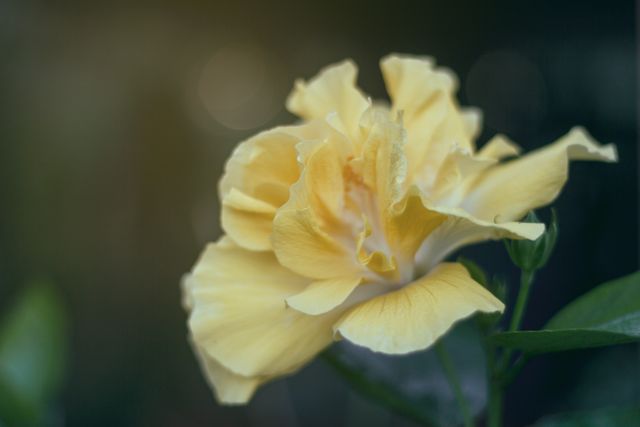 Yellow rose in full bloom with detailed petals. Ideal for spring themes, romantic occasions, floral designs, gardening publications, and nature appreciations.
