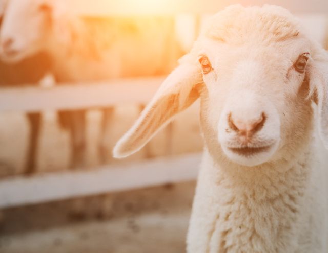 Showcasing a cute lamb with floppy ears under warm, soft sunlight in a farm setting. This image captures the innocence and charm of young livestock and is excellent for use in agricultural content, promotional materials for petting zoos, educational materials about farm animals, or themes related to rural life and animal husbandry.