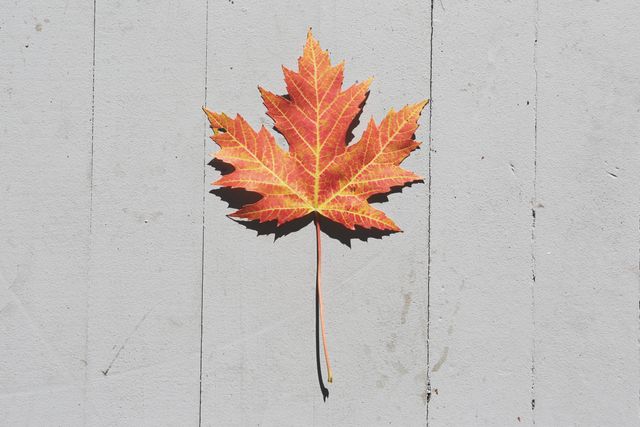 Maple leaf with vibrant orange and red colors against a neutral background, showcasing natural beauty of autumn. Ideal for seasonal graphics, nature-themed content, educational materials on botany, or autumn promotions.