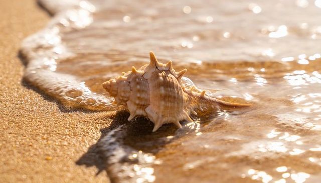 Spiny conch shell resting at waterline on golden sand with sunlit reflections and foam