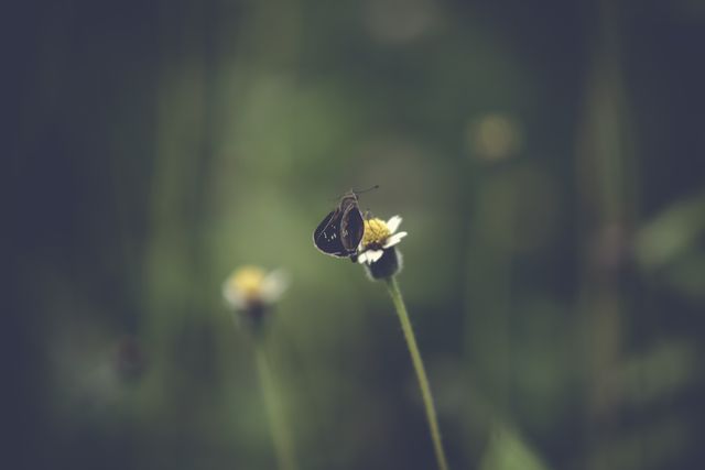A delicate butterfly is perched on a small wild daisy amidst a blurred, natural background. The soft focus evokes a tranquil and serene mood, highlighting the simplicity and beauty of nature. Really useful for nature-themed projects, environmental campaign visuals, or tranquil, meditative lifestyle mood boards.