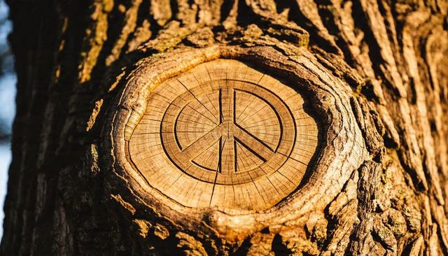 Peace symbol carved into tree growth rings, close-up wood grain and bark texture in warm sunlight