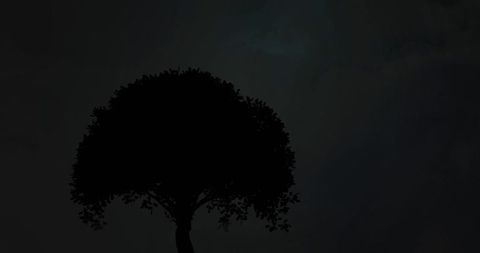 Silhouette of Tree Against Enigmatic Night Sky Nature Scene - Download Free Stock Images Pikwizard.com