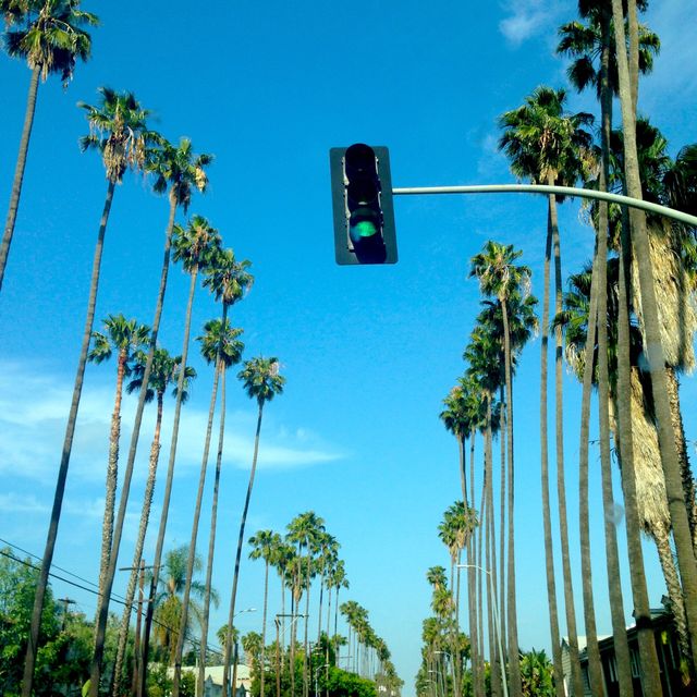 Palm Trees and Traffic Light Against Blue Sky in a Tropical City - Download Free Stock Photos Pikwizard.com