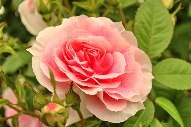 Close-up of Blooming Pink Rose in Lush Garden - Download Free Stock Photos Pikwizard.com