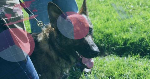 German Shepherd Enjoys Vibrant Outdoor Walk on Sunny Day